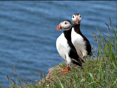 Patreksfjörður — Iceland birds