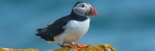 Birds Photography GPS Map for Iceland